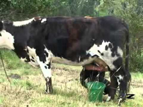 ORDEÑANDO VACAS - YouTube