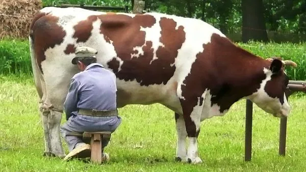 Cómo ordeñar una vaca - Animales, Economía