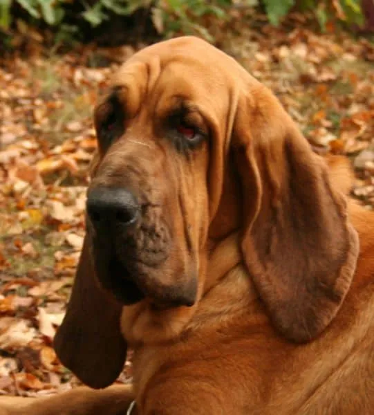 Que orejas más grandes tienes - Mi perro.info Que orejas más grandes tienes - Mi perro.info