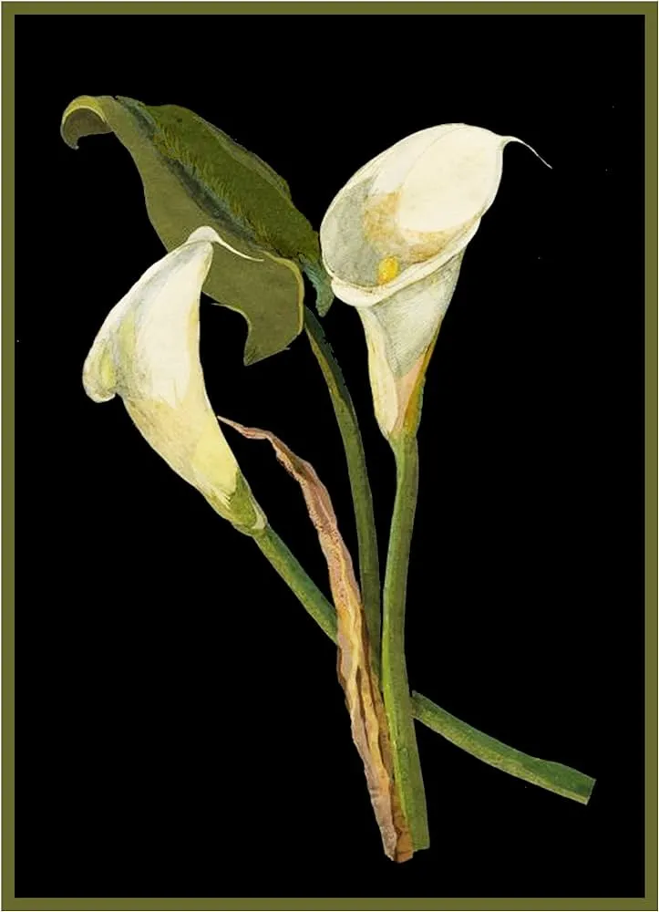 Orenco Originals Mary Delany - Patrón de punto de cruz, diseño de lirio de cala, diseño de flores : Amazon.com.mx: Hogar y Cocina Orenco Originals Mary Delany - Patrón de punto de cruz, diseño de lirio de cala, diseño de flores : Amazon.com.mx: Hogar y Cocina