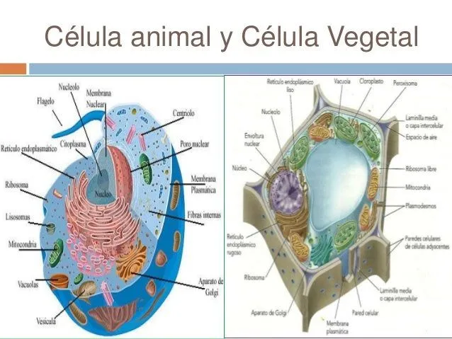 organelos-del-citoplasma-2-638 ...