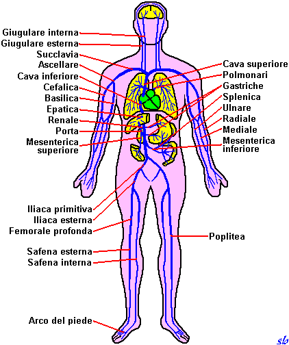 ricerche correlate a corpo umano organi interni parte sinistra Quotes