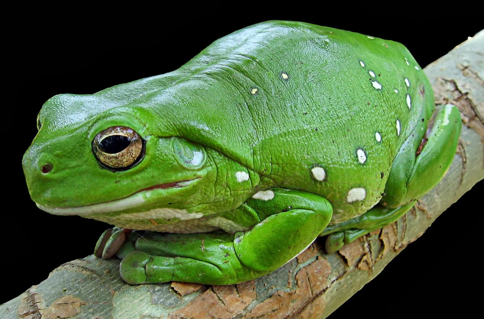 Los animales anfibios - Imagui