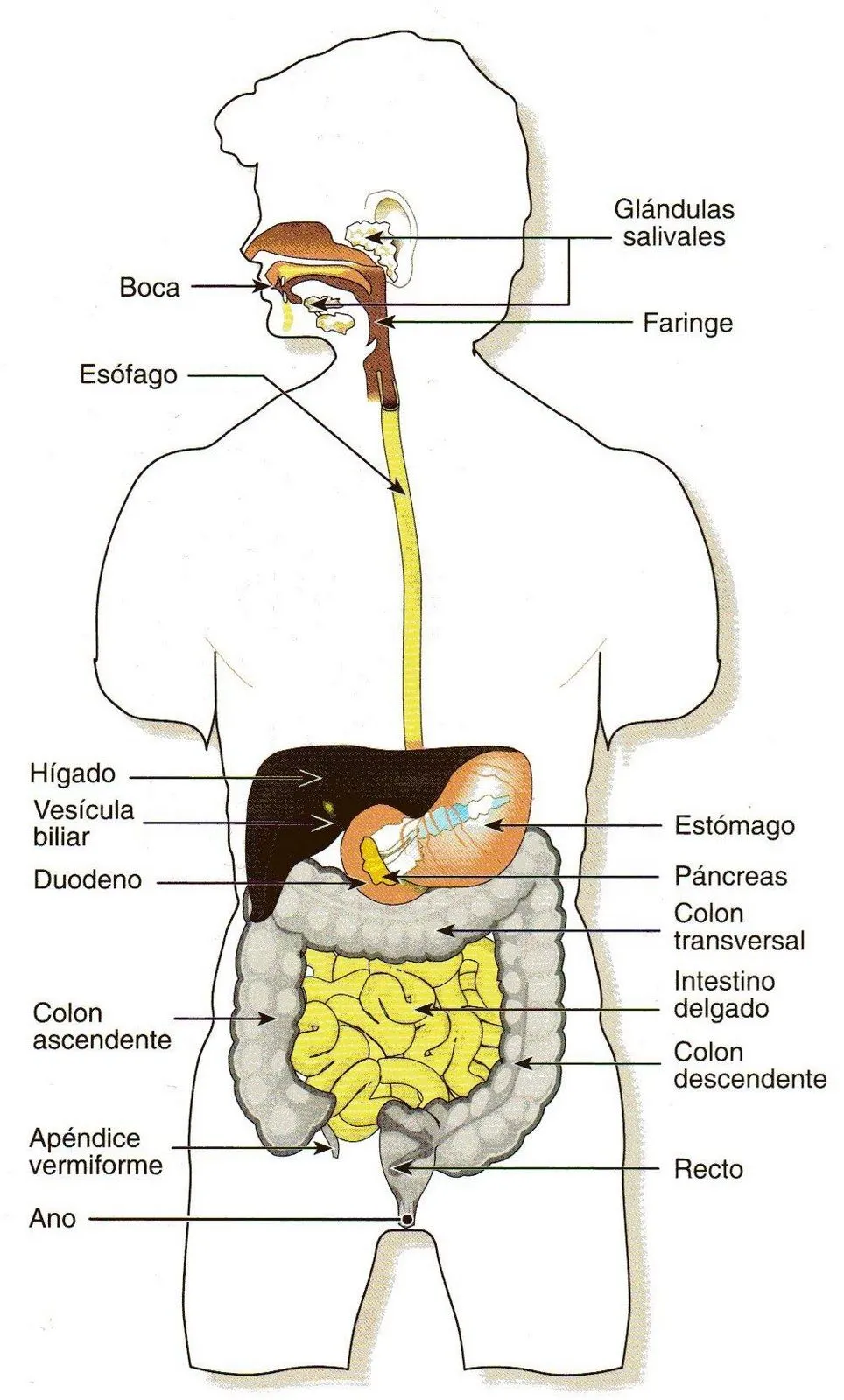 La organización del cuerpo humano: El aparato digestivo La organización del cuerpo humano: El aparato digestivo