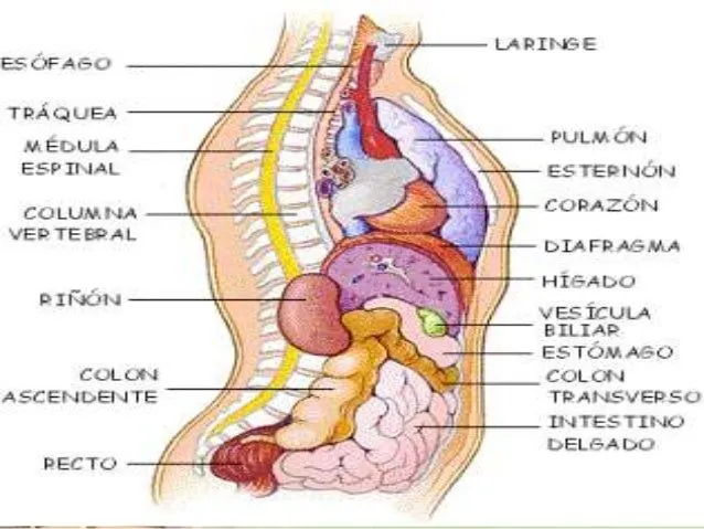 organizacion-del-cuerpo-humano ...