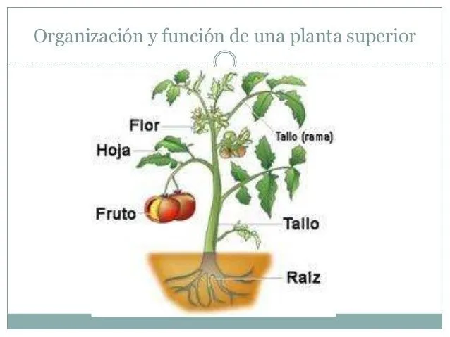 Organizacion y funcion de una planta superior pap grabación 6 Organizacion y funcion de una planta superior pap grabación 6
