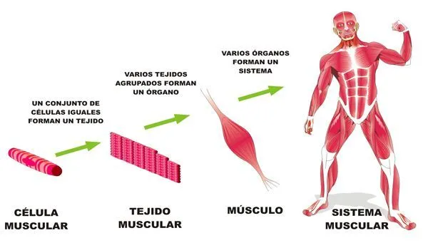 Organización de los Seres Vivos Niveles