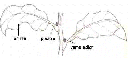 Organización Vegetal