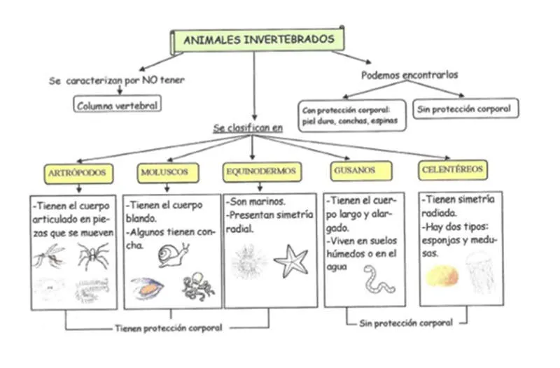 Organizador Gráfico de los Animales Vertebrados e Invertebrados » Organizadores Gráficos Organizador Gráfico de los Animales Vertebrados e Invertebrados » Organizadores Gráficos