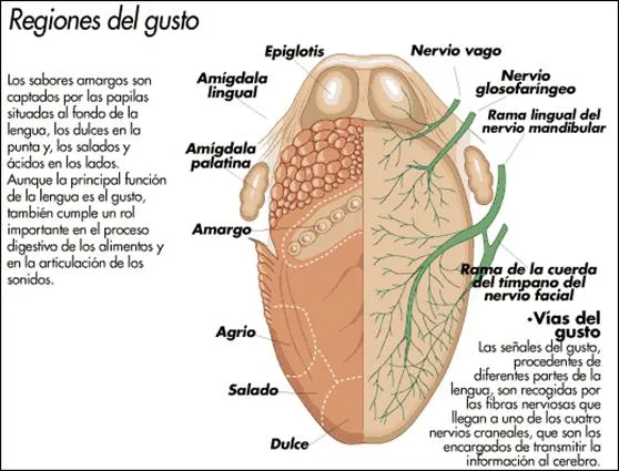 Órgano de los sentidos - vista, tacto, gusto, oído, olfato ... Órgano de los sentidos - vista, tacto, gusto, oído, olfato ...
