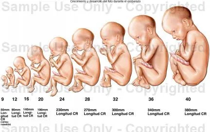 ORGANOGENESIS | "Obstetricia I"