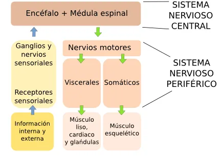 Órganos animales. Sistema nervioso. Atlas de Histología Vegetal y ...