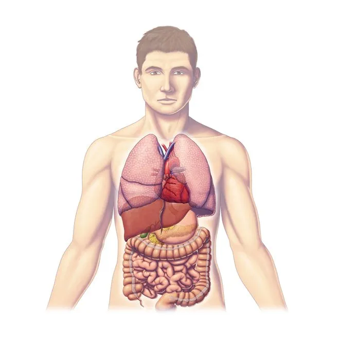 Organos del cuerpo humano sin nombres - Imagui Organos del cuerpo humano sin nombres - Imagui