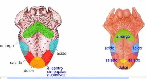 RECURSOS TIC PARA EL TERCER CICLO: Los cinco sentidos RECURSOS TIC PARA EL TERCER CICLO: Los cinco sentidos