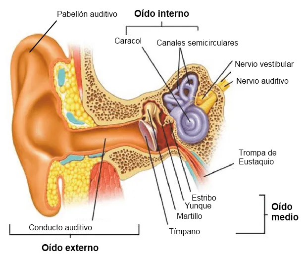 Organos delos sentidos con sus partes - Imagui Organos delos sentidos con sus partes - Imagui