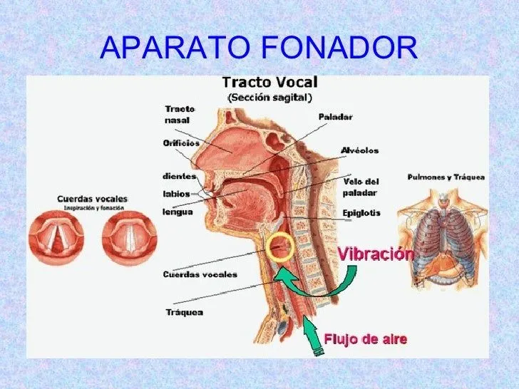 ÓRGANOS DE LA FONACIÓN | Comunicación Virtual