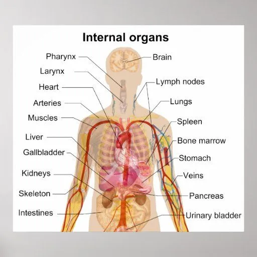Organos del cuerpo humano con sus nombres - Imagui