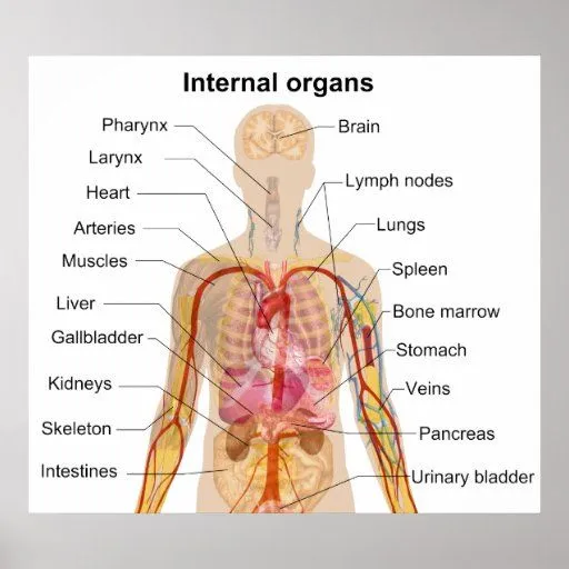 Imagen de los organos internos del cuerpo humano con nombres - Imagui Imagen de los organos internos del cuerpo humano con nombres - Imagui
