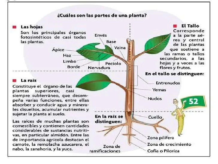 organos-de-la-planta-2-728.jpg ...