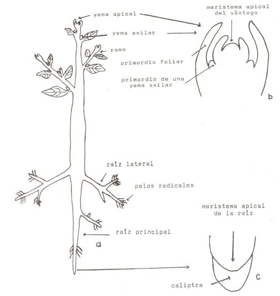 Órganos de la planta - Monografias.com