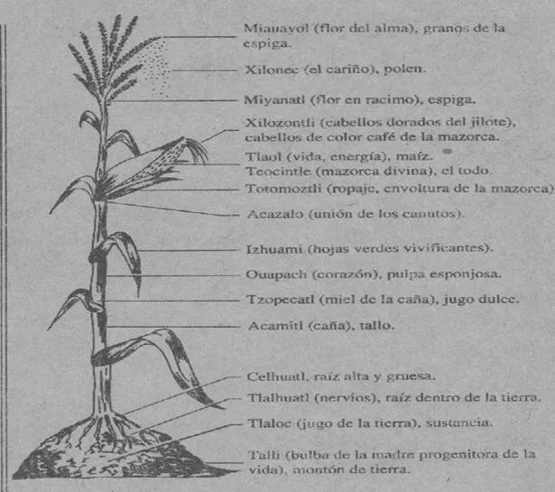 Órganos de la planta - Monografias.com