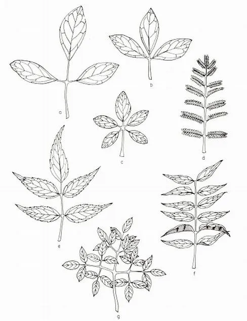 Órganos de la planta - Monografias.com