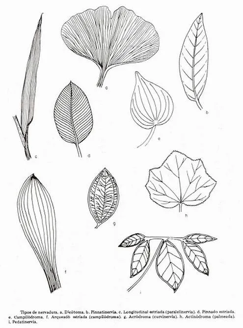 Órganos de la planta - Monografias.com