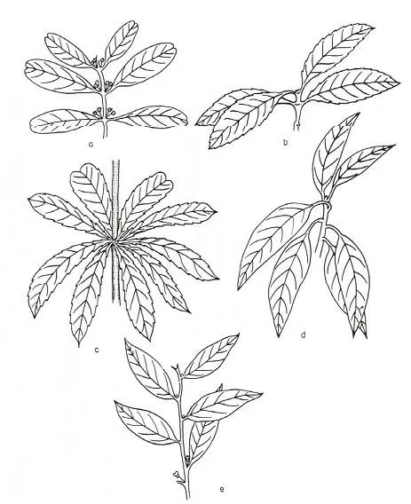 Órganos de la planta - Monografias.com