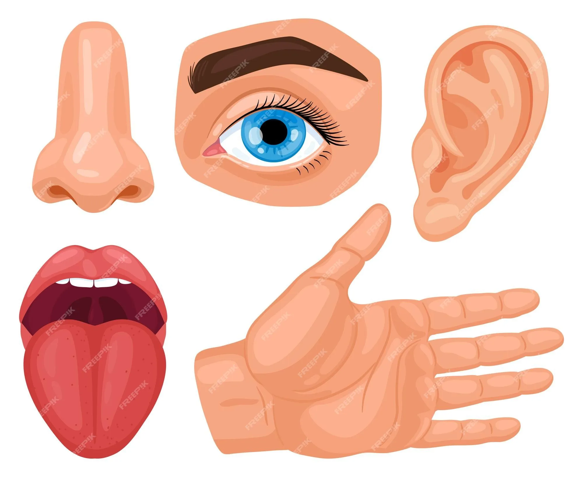 Órganos sensoriales humanos de dibujos animados. anatomía de los sentidos humanos, tacto de la piel, audición, visión de los ojos, gusto, lengua y olfato. | Vector Premium Órganos sensoriales humanos de dibujos animados. anatomía de los sentidos humanos, tacto de la piel, audición, visión de los ojos, gusto, lengua y olfato. | Vector Premium