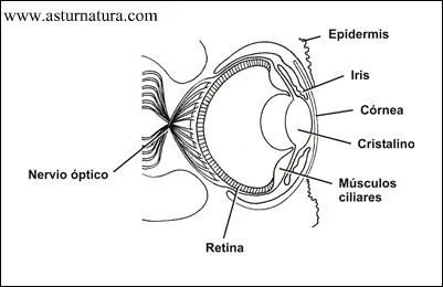 Imagen del ojo y sus partes para colorear - Imagui