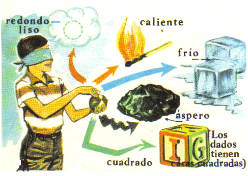 organos de los sentidos