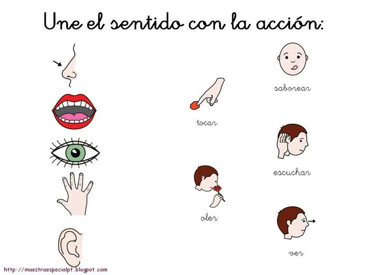 Organos de los sentidos para colorear para niños - Imagui ... Organos de los sentidos para colorear para niños - Imagui ...