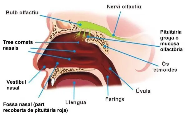 ÓRGANOS DE LOS SENTIDOS | exploralaciencia