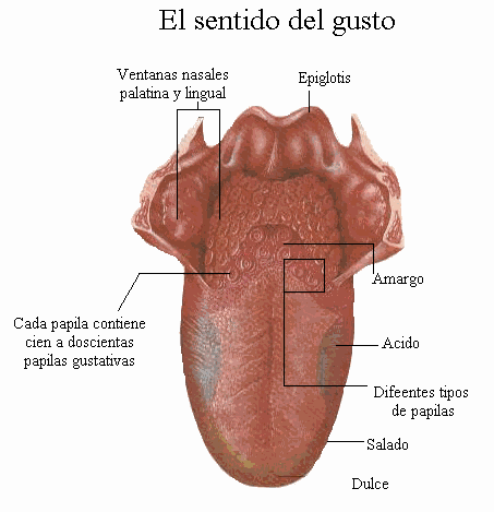 Organos de los sentidos (página 2) - Monografias.com