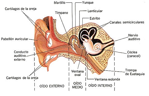 Organos de los sentidos (página 2) - Monografias.com Organos de los sentidos (página 2) - Monografias.com
