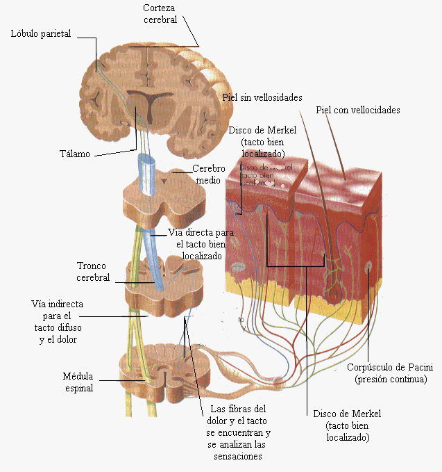 Organos de los sentidos (página 2) - Monografias.com