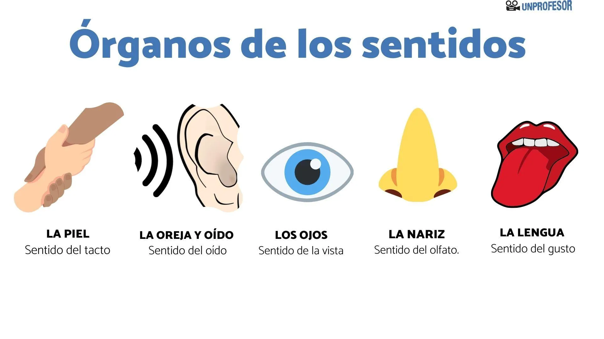5 órganos de los SENTIDOS y sus partes - con IMÁGENES y VÍDEOS! 5 órganos de los SENTIDOS y sus partes - con IMÁGENES y VÍDEOS!