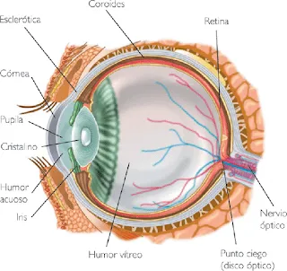 ORGANOS DE LOS SENTIDOS: LA VISTA: EL MUNDO EN TUS OJOS ORGANOS DE LOS SENTIDOS: LA VISTA: EL MUNDO EN TUS OJOS