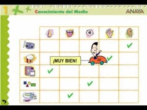 ORGANOS DE LOS SENTIDOS - YouTube