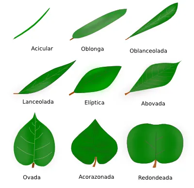 Clases de hojas con sus nombres - Imagui