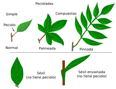 Clases de hojas y sus nombres - Imagui
