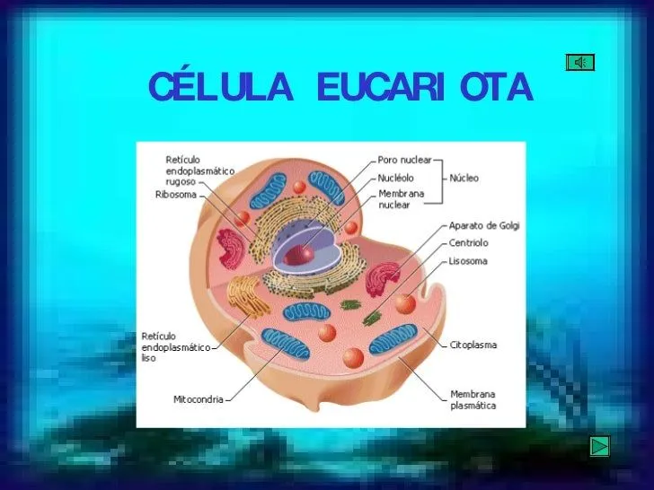 ORGÁNULOS DE LA CÉLULA EUCARIOTA