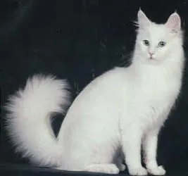 Origen y características físicas de la raza de gato angora