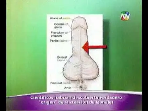 EL ORIGEN DE LA CREACION DE LA MUJER SEGUN CIENTIFICOS - YouTube EL ORIGEN DE LA CREACION DE LA MUJER SEGUN CIENTIFICOS - YouTube