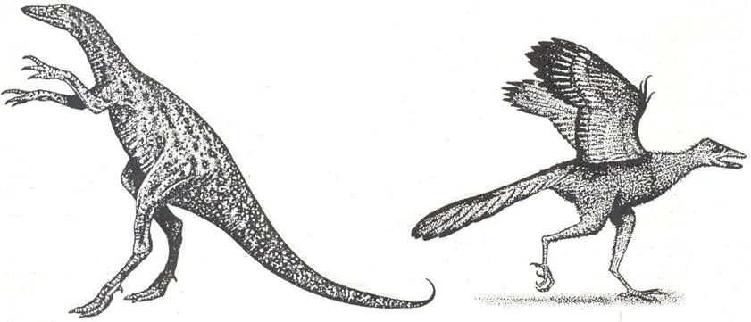 Origen y evolución de las aves - Monografias.com Origen y evolución de las aves - Monografias.com