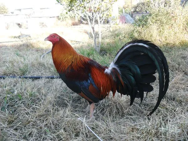 Origen del Gallo de Pelea, parte 7 | piedecriablog