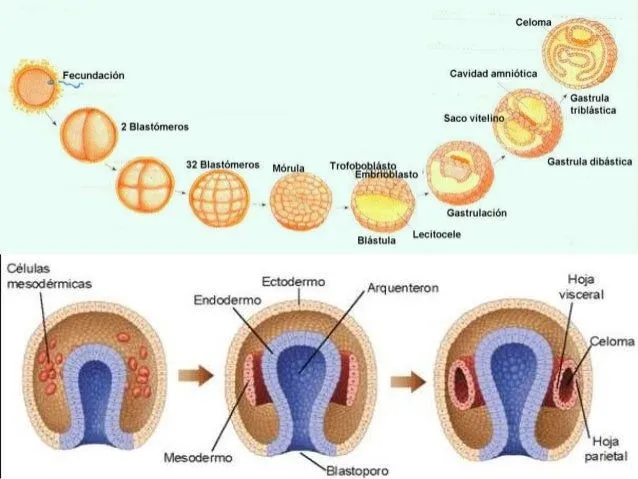 origen-y-desarrollo-del-cuerpo ...