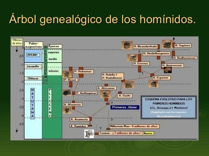 origen-y-evolucin-del-hombre-3 ...