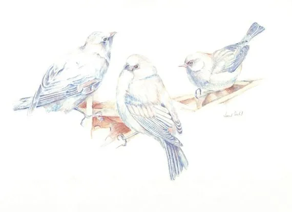 Original dibujo lapiz de color de aves los pájaros por Sketchery Original dibujo lapiz de color de aves los pájaros por Sketchery