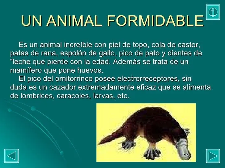 el-ornitorrinco-2-728.jpg?cb= ...